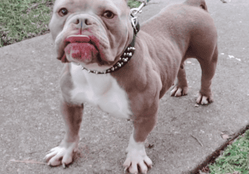 Female Pocket Bully for sale