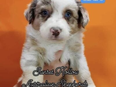 Australian shepherd puppies