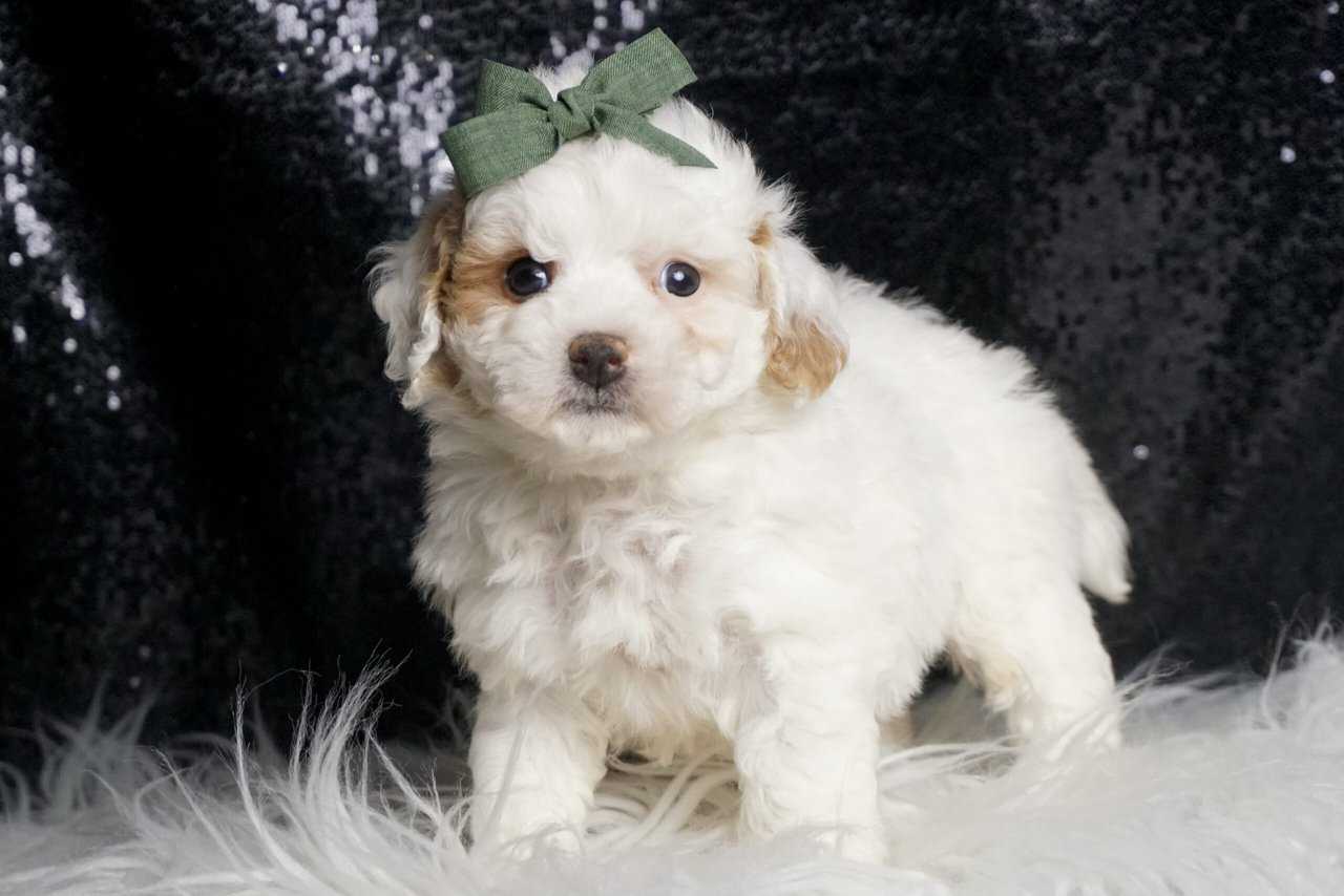 Mr Cuddles F1B Maltipoo | PetClassifieds.com