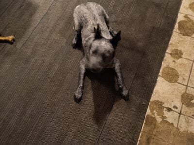 Blue Heeler 6 months old