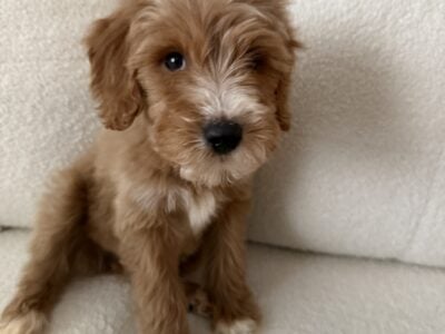 Mini golden doodle