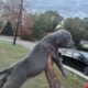 Blue Bully