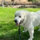 Great Pyrenees Male