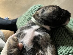 Daniff puppies