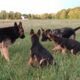 German Shepherd puppies