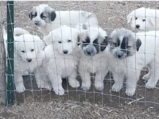 Great Pyrenees Puppies