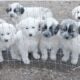 Great Pyrenees Puppies