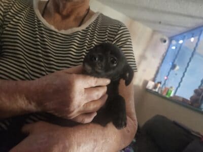 Puppies for sale