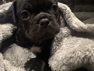 frug puppy