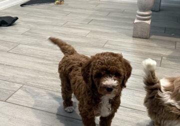 Medium Golden Doodle Puppies