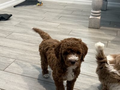 Medium Golden Doodle Puppies