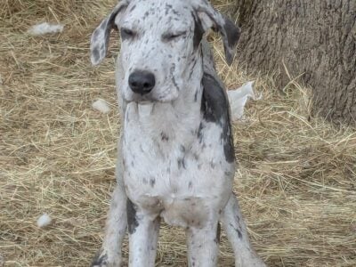 Great Dane puppies