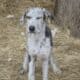 Great Dane puppies