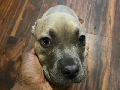 Pitbull puppy