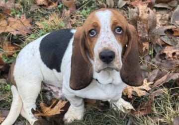 CKC Basset Hound Puppy
