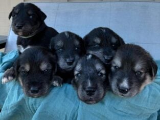 Golden Retriever/Siberian Husky Puppies