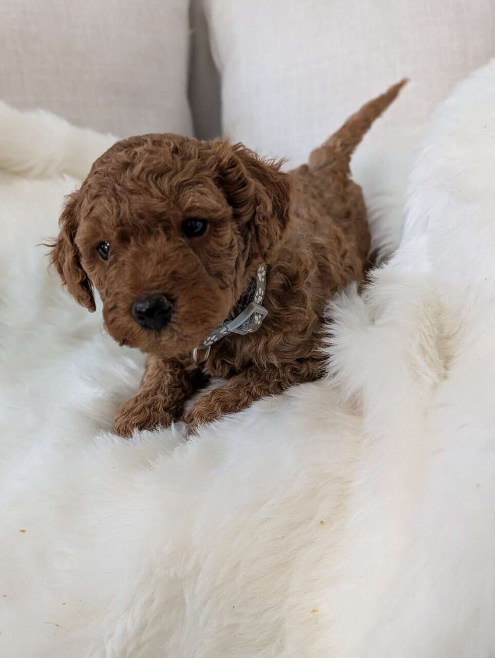 F2B Mini Goldendoodle Puppies Ad Golden Doodle