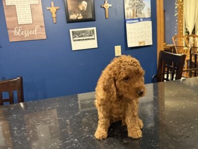 Goldendoodle puppies **just lowered**