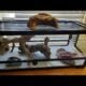 Free geckos with equipment