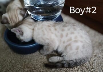 Snow Bengal kittens