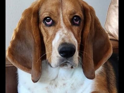 Thumper the Basset Hound Needs Home