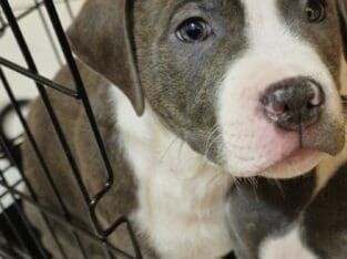 Staffordshire terrier puppies