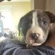 Staffordshire terrier puppies