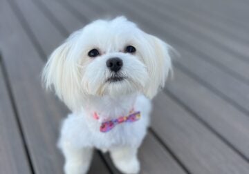 Maltese