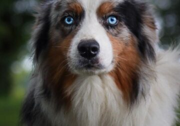 Romeo