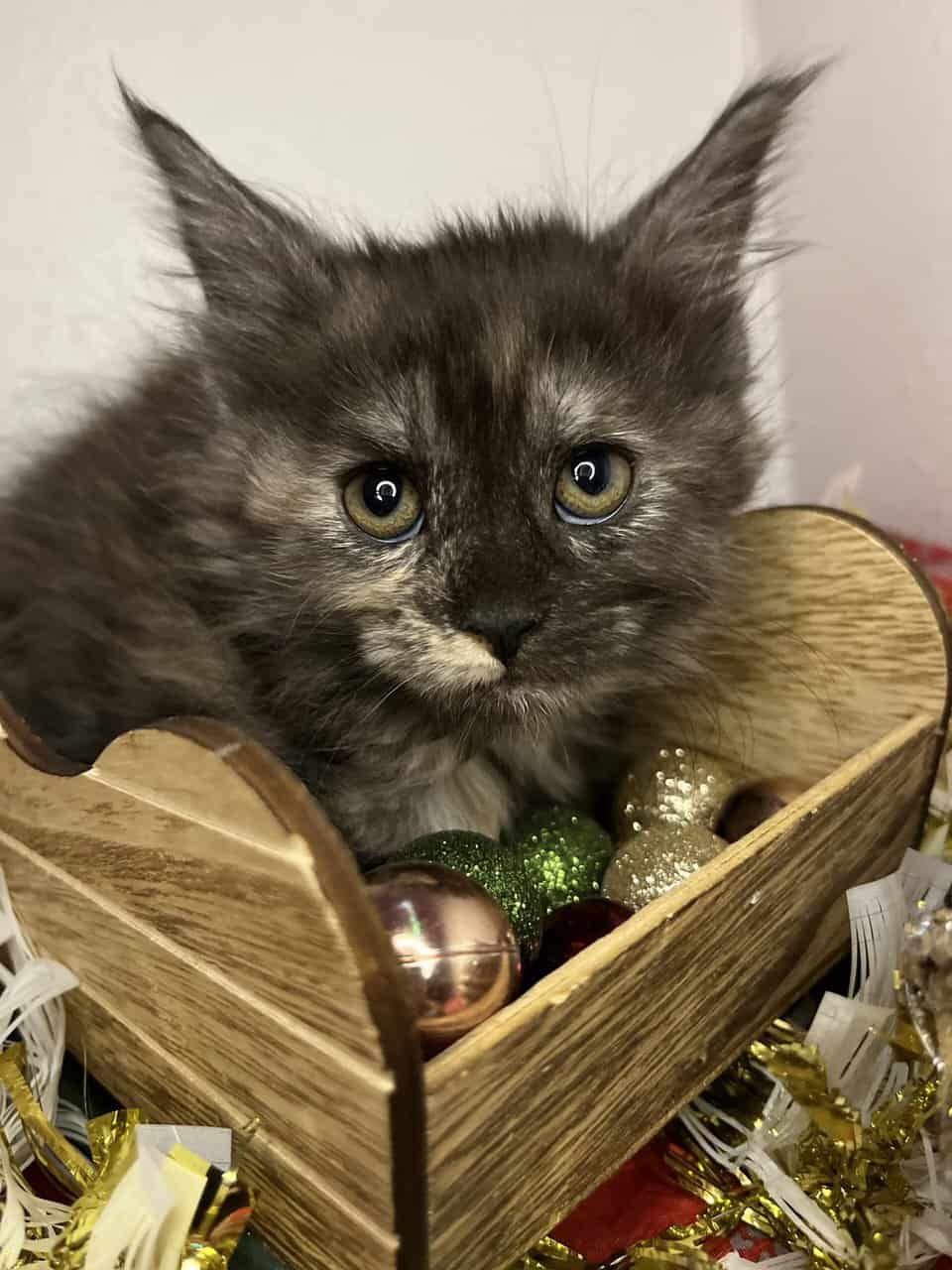 Mainecoons For Christmas 