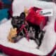 French BullDog Fluffy Carrier Puppies