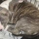 Staffordshire terrier puppies