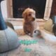 Purebred Golden Retriever Pups