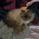 Fluffy Purebred Persian Cat