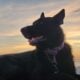 Sara (born 9/23/24) (AKC)