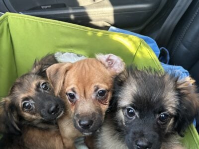 Puppy