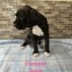 9 week old boxer puppies