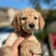 Lovely Goldendoodle Puppies!