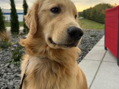AKC Registered Puppy For Sale