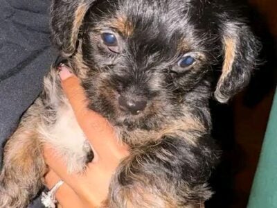 Shorgi puppies