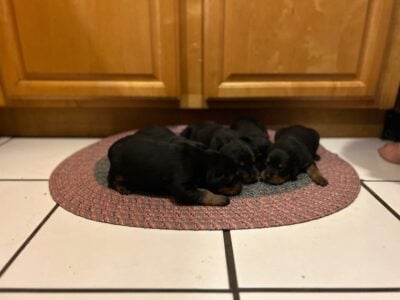 Rottweiler Puppies