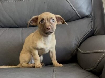 Chihuahua/Dachshund