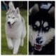 Akc Siberian Husky puppies