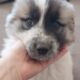 Great Pyrenees Puppies
