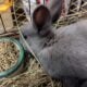 Bunnies ready for Christmas