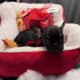 French BullDog Fluffy Carrier Puppies