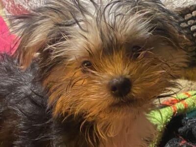 One Teacup Yorkie puppy