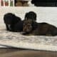 Xmas Miniature Dachshund Puppies