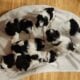 Miniture Schnauzer Puppies