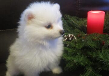 American Eskimo Puppy – 8 weeks